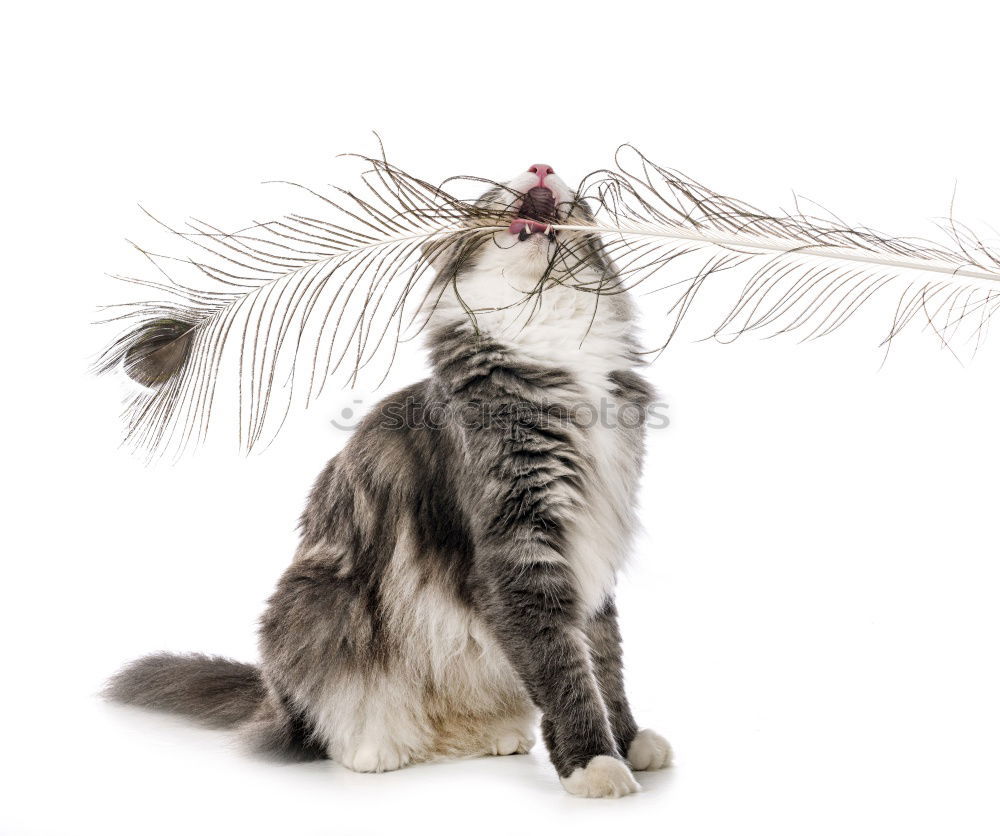 Similar – Image, Stock Photo holiday cat Lifestyle