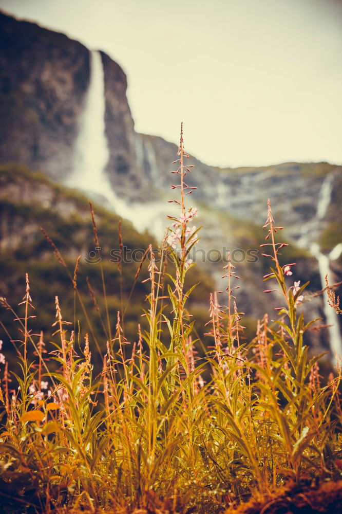 Similar – Image, Stock Photo Summer foggy morning on the river Dniester canyon