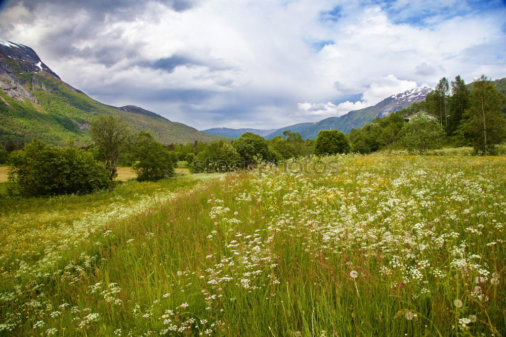 Image, Stock Photo Juicy Environment Nature