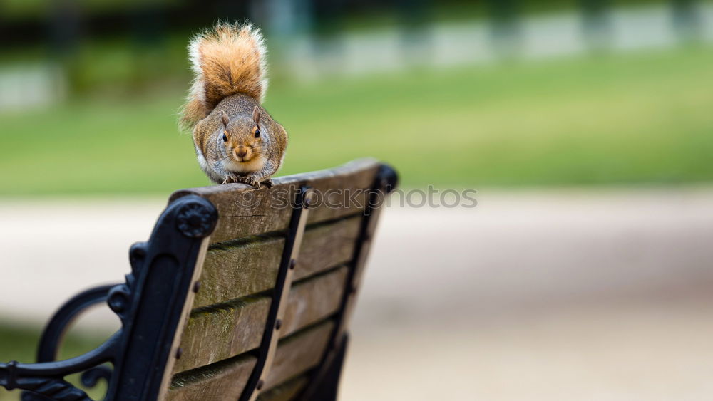 Similar – Image, Stock Photo stem holder Animal Park