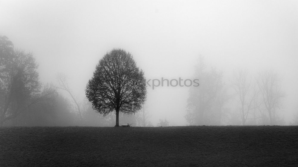 Similar – Image, Stock Photo end of the year Tree Fog