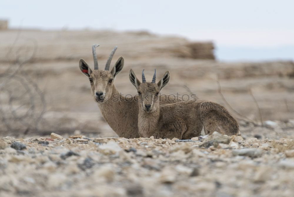 Similar – Image, Stock Photo What to watch Environment