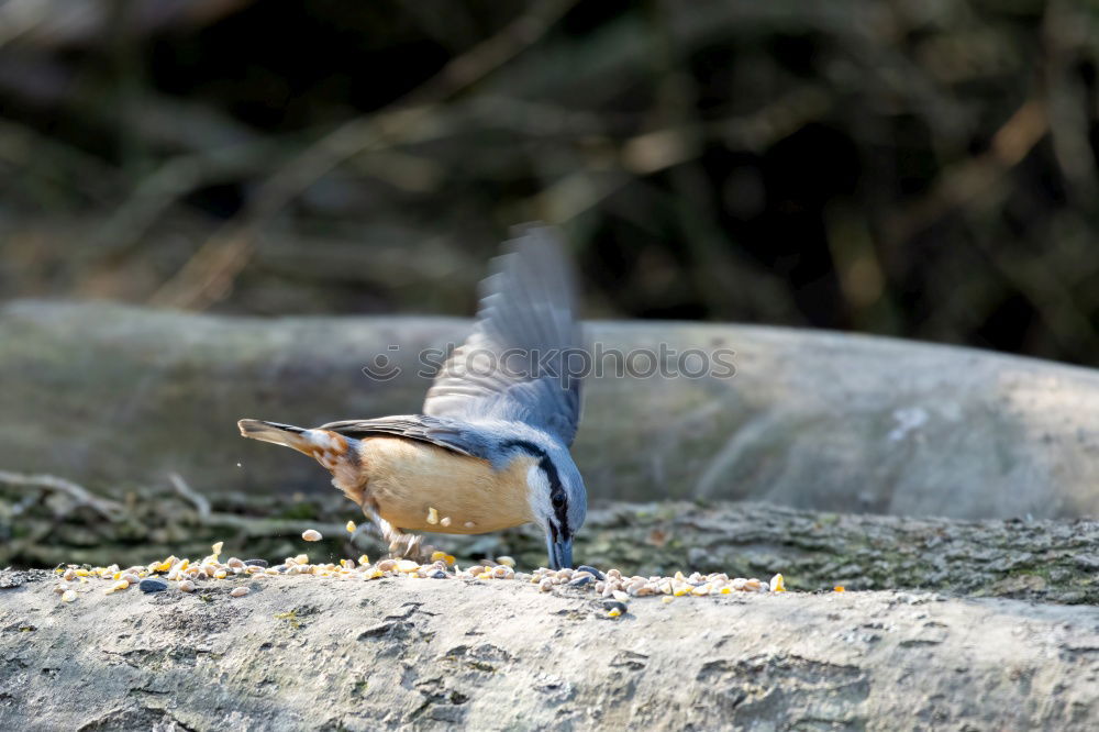 Similar – Great Spotted Woodpecker and Jay