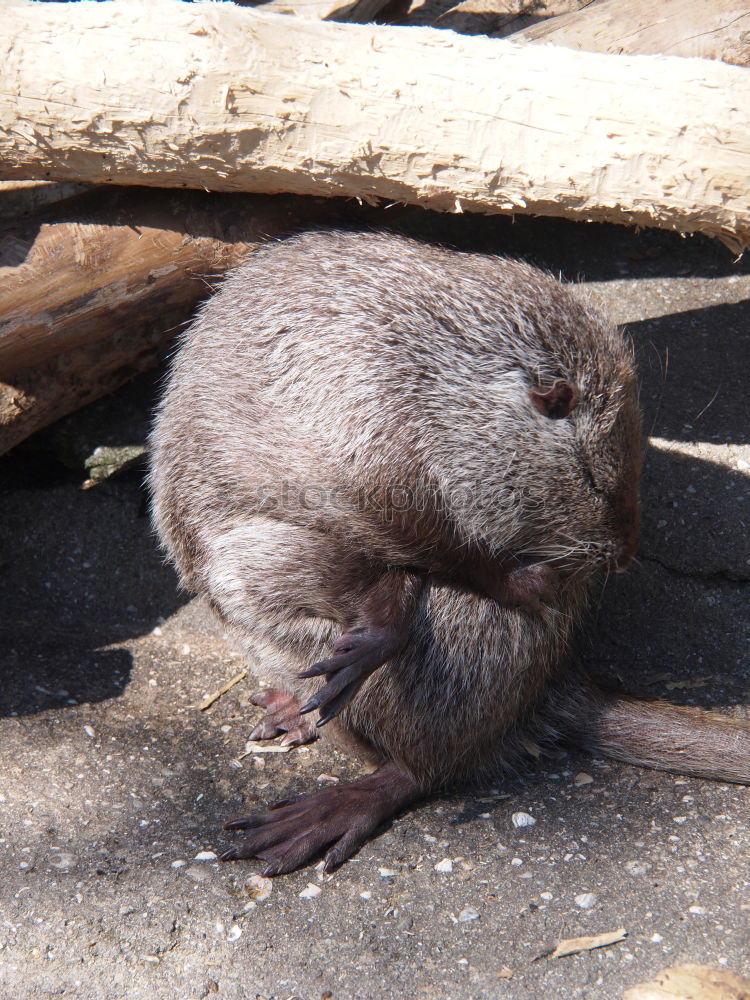 Similar – Foto Bild Gute Nacht Igel schlafen