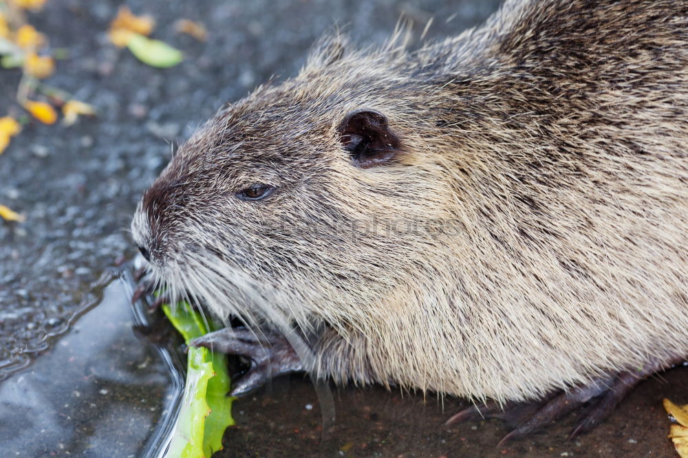 Similar – Image, Stock Photo Nutria in water Nature