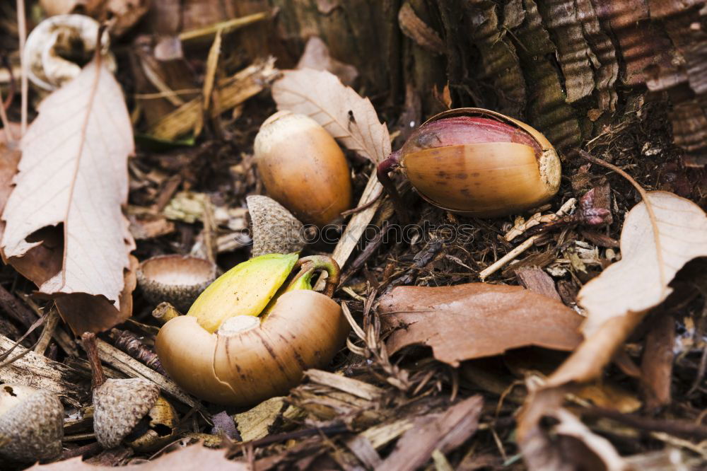 Similar – Image, Stock Photo fallen chestnut in autumn leaves