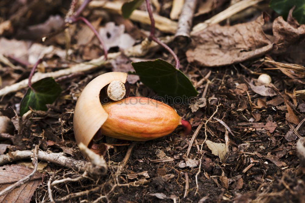 Similar – Image, Stock Photo fallen chestnut in autumn leaves