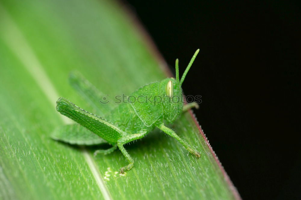 Similar – Beetle in green Antenna