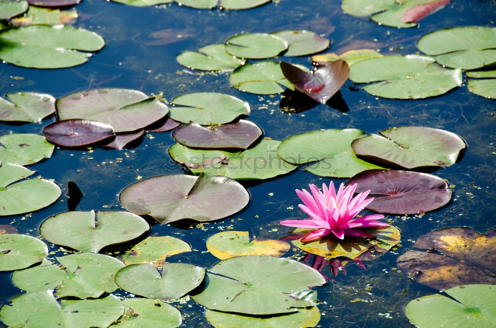 Similar – Seerose im Licht Rose