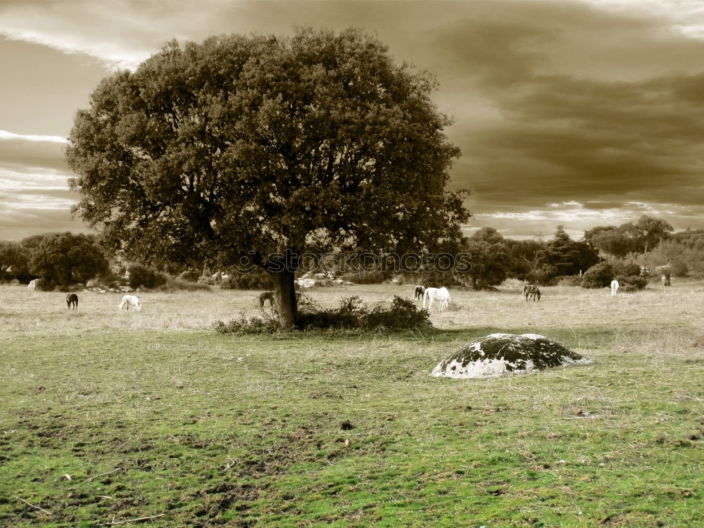 Similar – Image, Stock Photo Wind Mill Well-being Calm