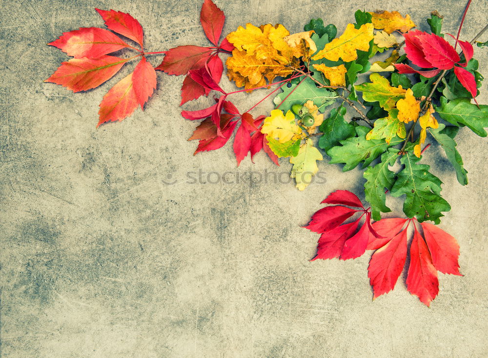 Foto Bild Garden Blumen mit Blättern auf Schiefer