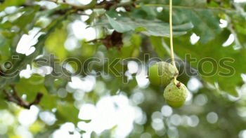 Similar – Avocado fruit on the tree