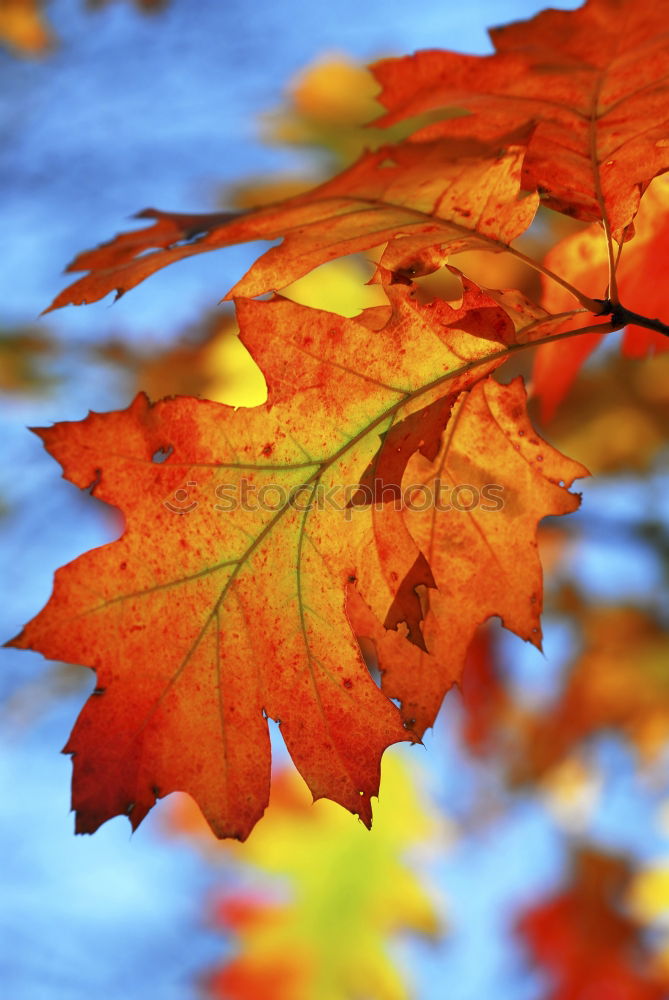 Similar – Heißer Herbst Umwelt Natur