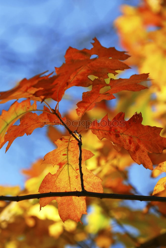 Similar – Goldener Herbst Blatt