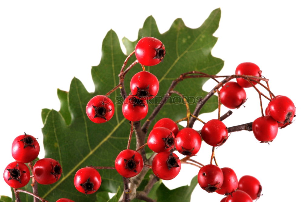 Similar – Holly, Ilex aquifolium