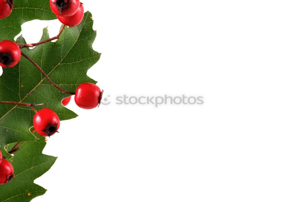 Similar – Image, Stock Photo ::: Ilex ::: Triangle Leaf