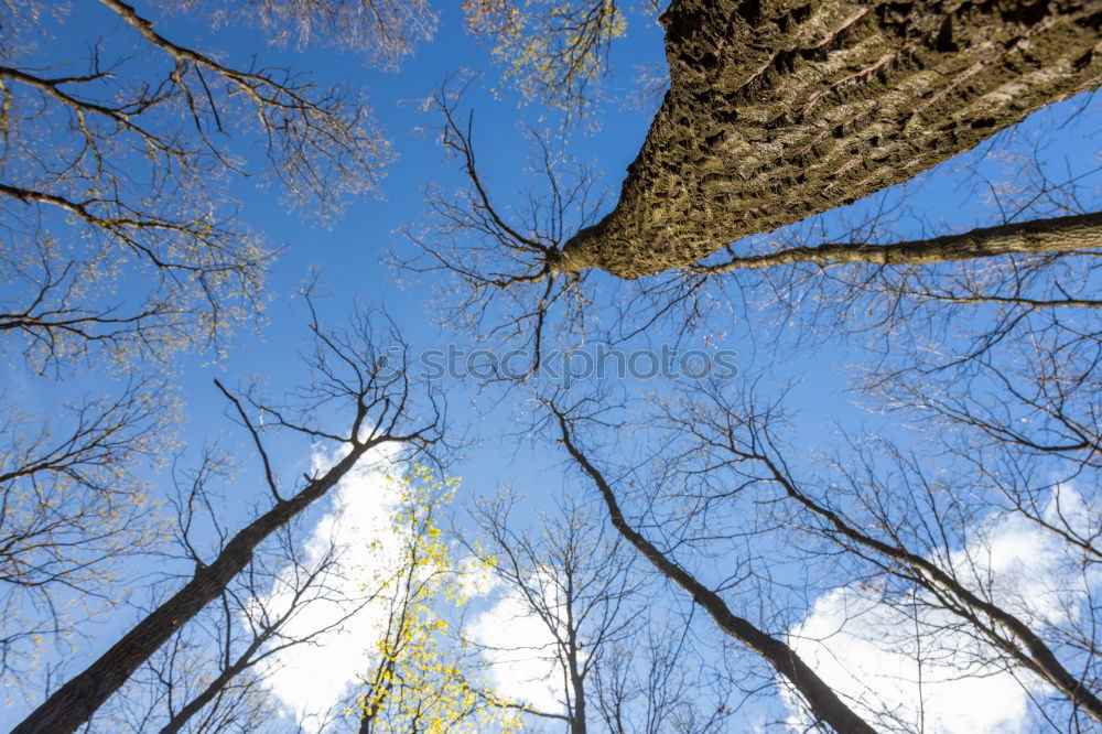 Similar – Six Feet Under Tree Clouds