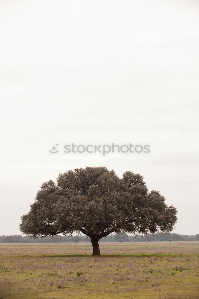 Similar – Image, Stock Photo Last shadow of nothingness