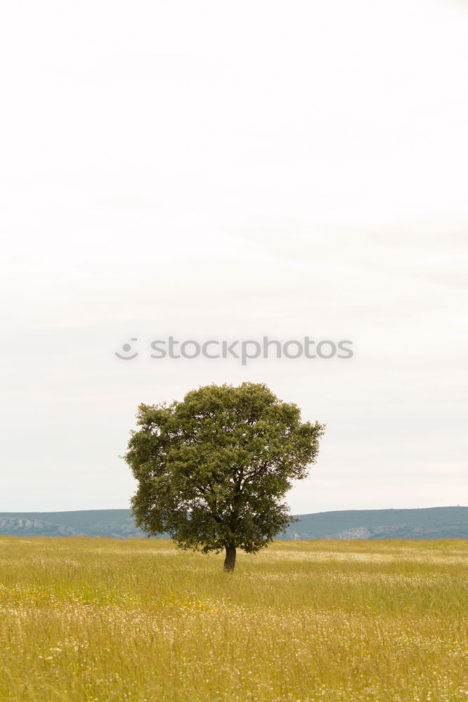 Similar – Image, Stock Photo Last shadow of nothingness