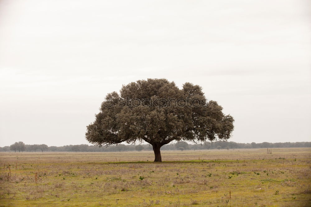 Similar – Image, Stock Photo Last shadow of nothingness