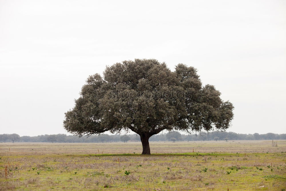 Similar – Image, Stock Photo Last shadow of nothingness