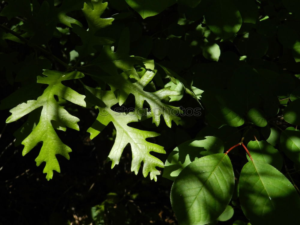 Similar – Image, Stock Photo maple leaves Plant Tree