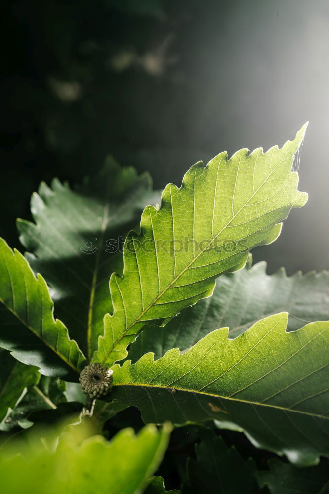 Similar – Foto Bild Frühlingssonne im Grün