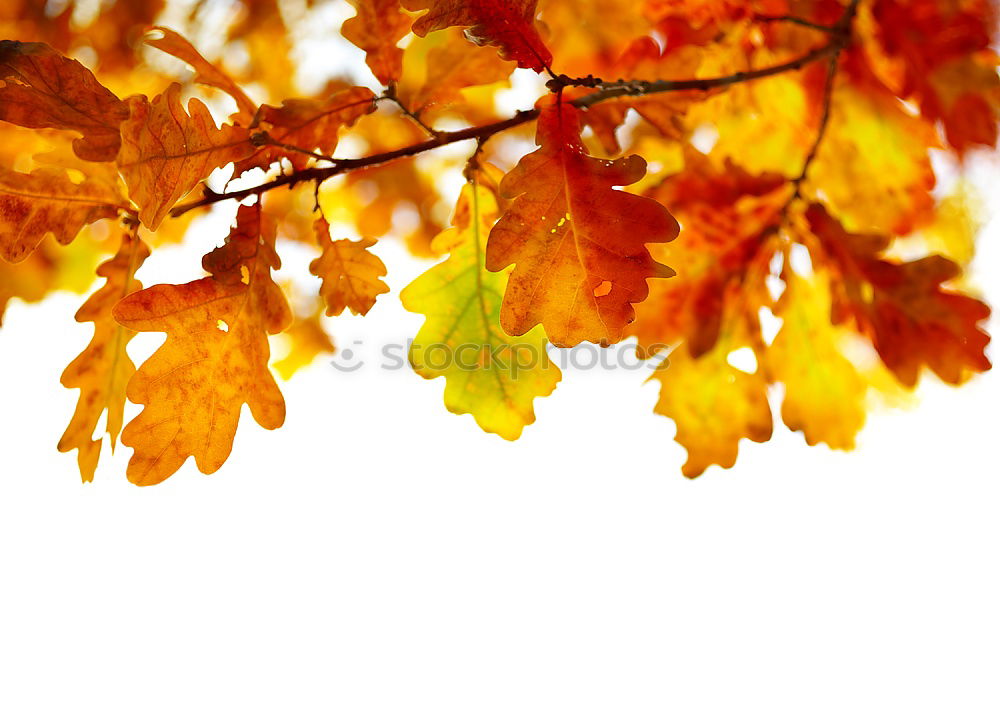 Similar – Red maple leaves on a green background