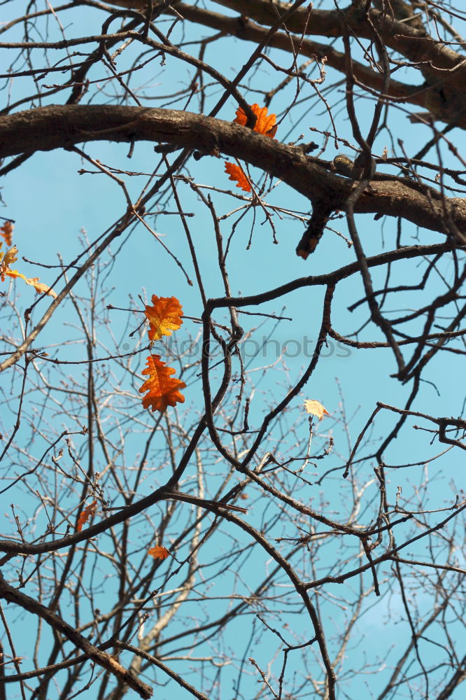 Similar – Brühl Herbst Baum Blatt