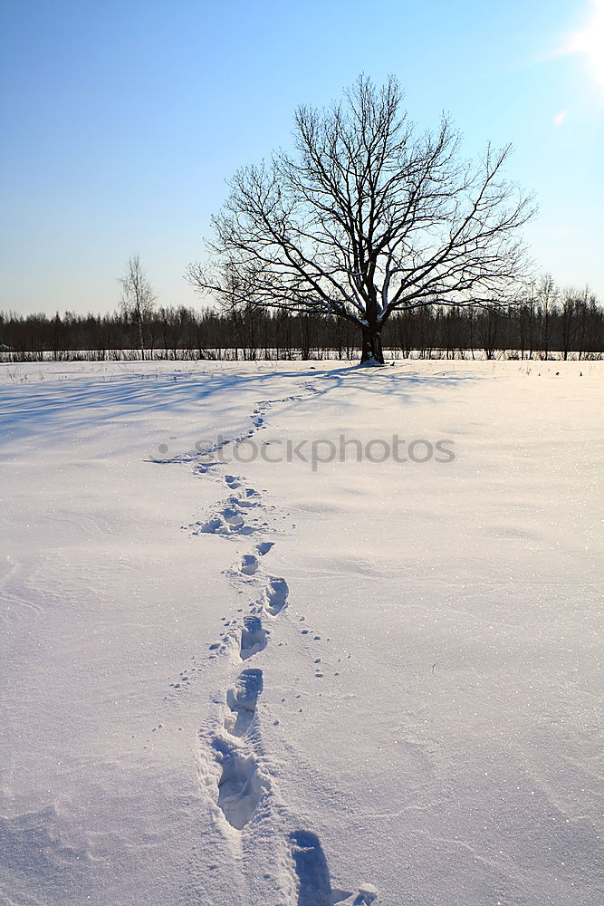 Similar – Image, Stock Photo tracks Winter Snow Hiking