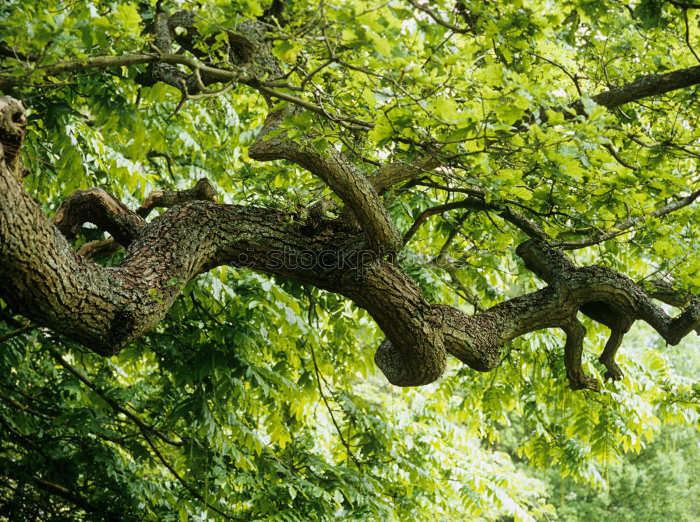 Similar – Image, Stock Photo Boy on climbing tree looks down