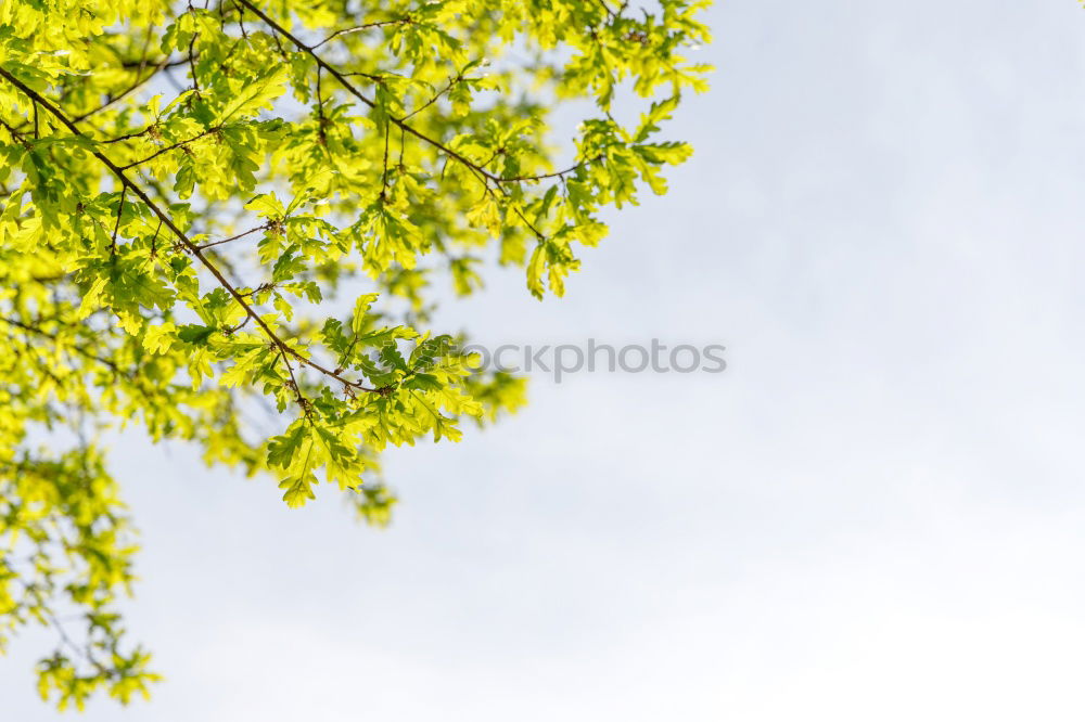 Similar – Image, Stock Photo 25 [picnic view 1] Joy