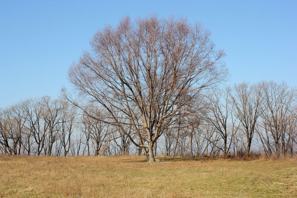 Similar – Image, Stock Photo Alter Ahorn, old maple