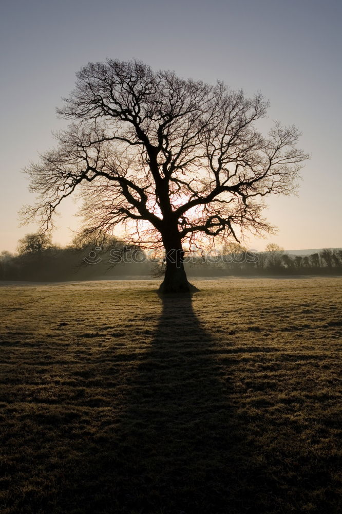 Similar – Light & Shadow Nature Sun