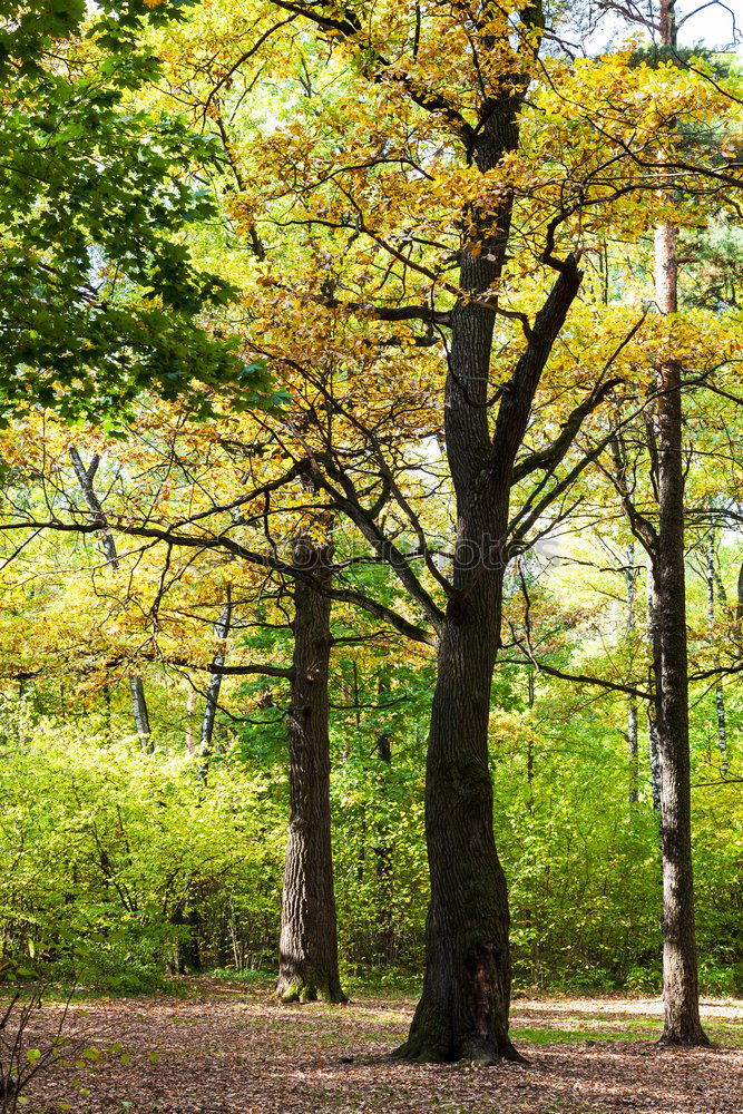 Similar – Foto Bild Fried(en)hofs-Taube Umwelt