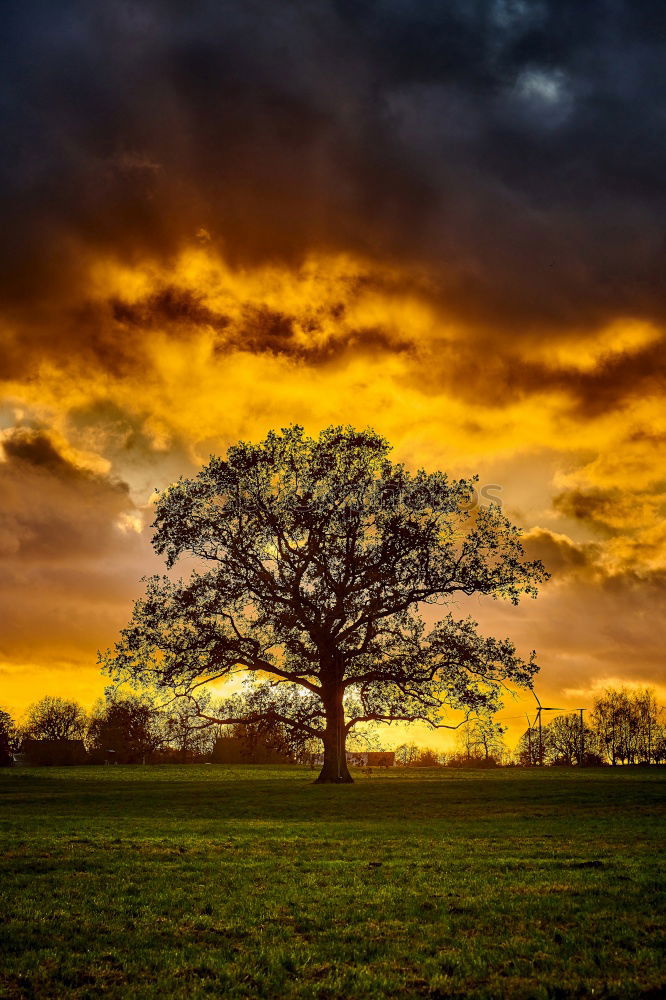 Similar – Image, Stock Photo Tree in backlight Nature