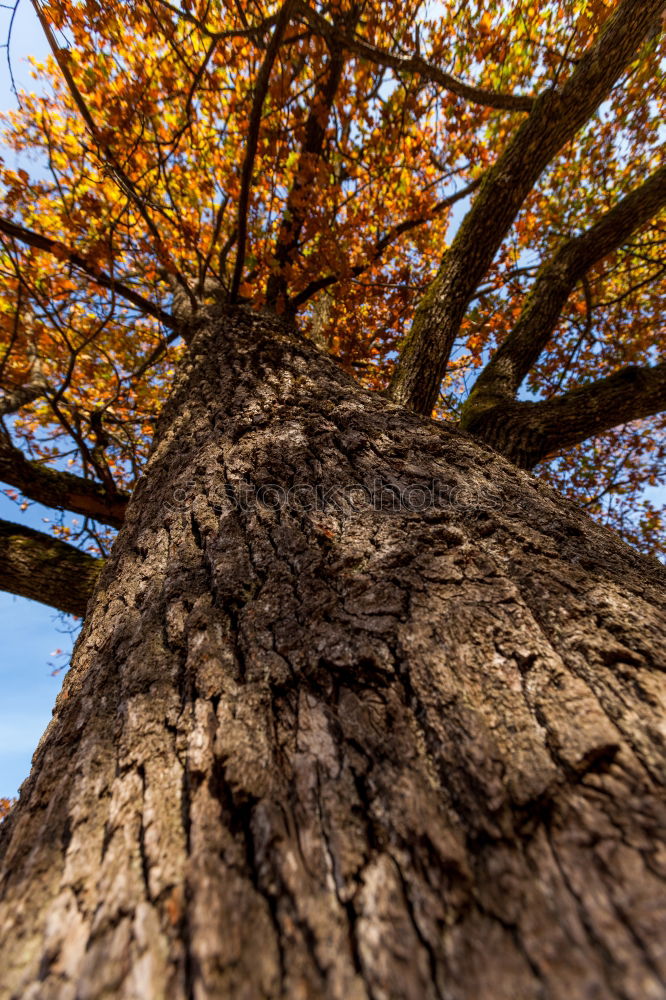 Similar – Image, Stock Photo ascent Environment Nature