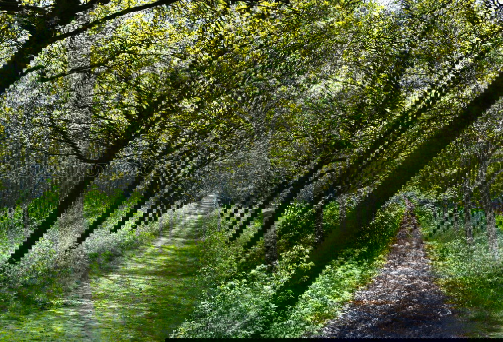 Similar – Image, Stock Photo stroll Tree Sunbeam Forest