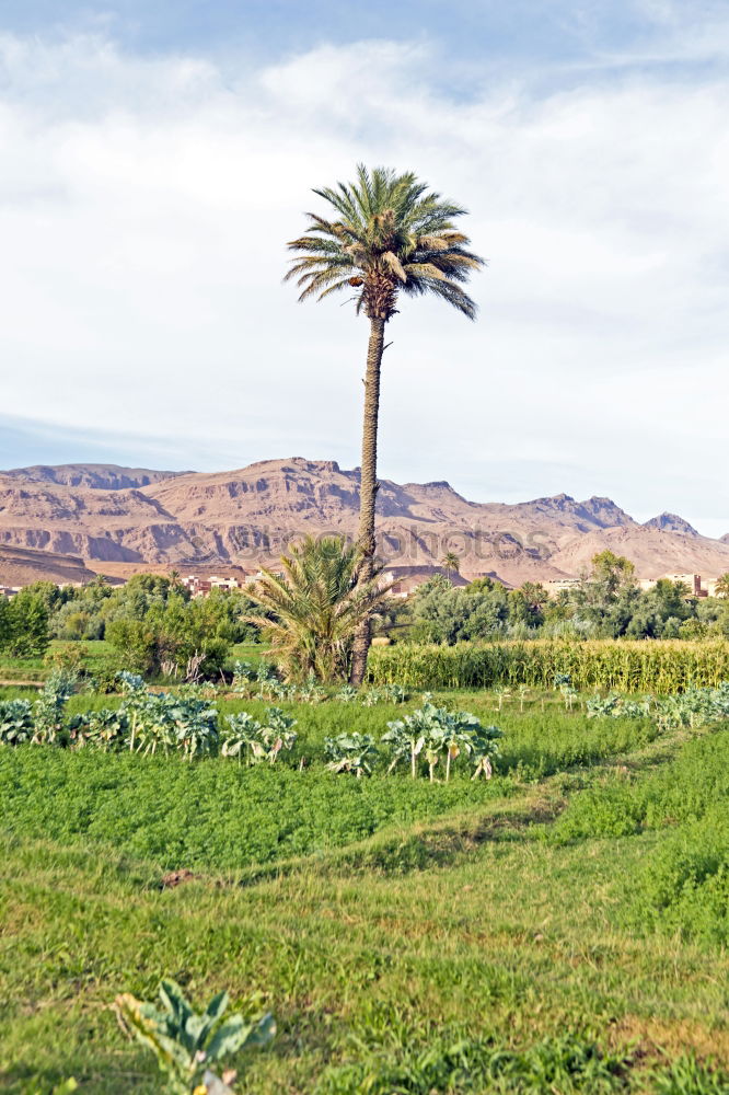 Similar – Image, Stock Photo Oasis Nature Landscape