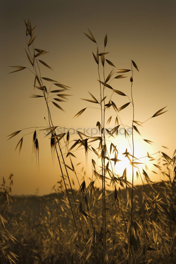 Similar – Foto Bild Frühlingskraft Feld Gras