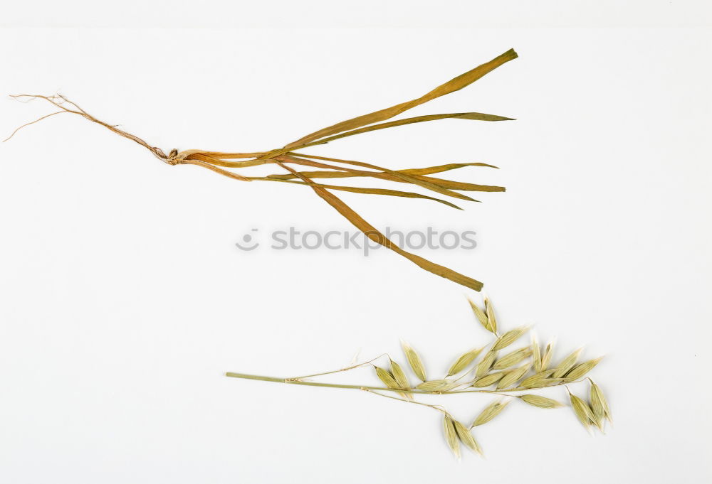 Similar – Herbarium