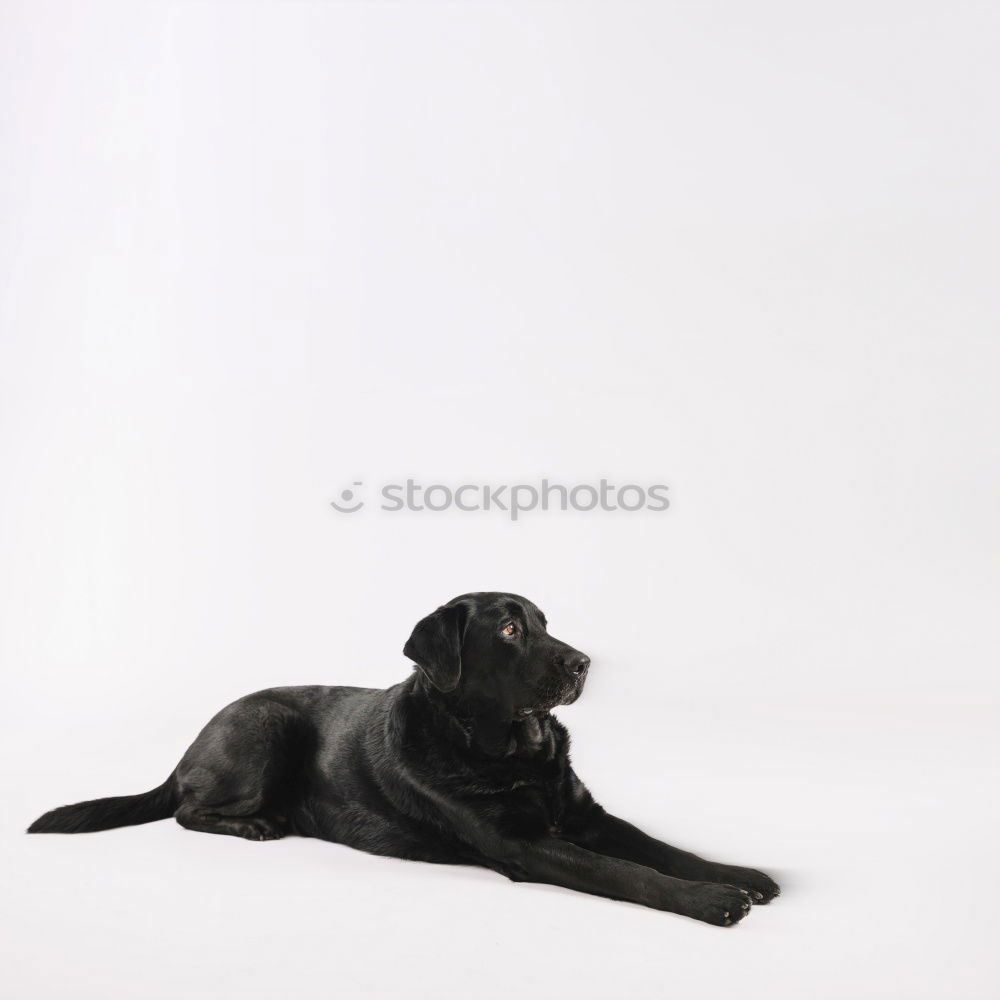 Similar – lia Black Labrador Dog Pet