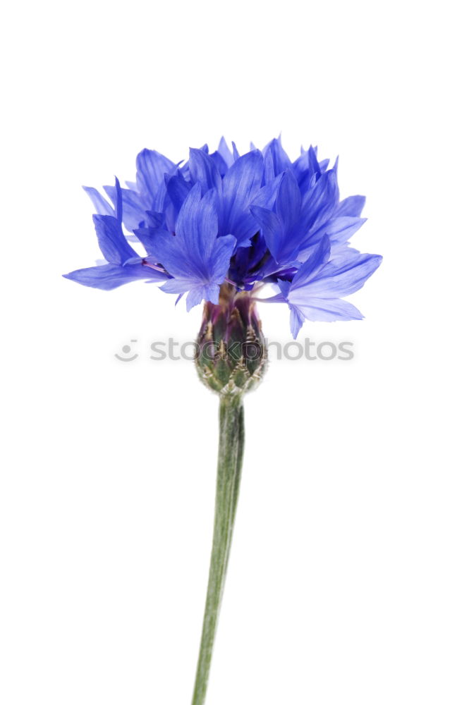 Similar – Blue crown anemone (Anemone coronaria)