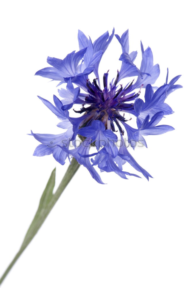 Similar – Blue crown anemone (Anemone coronaria)