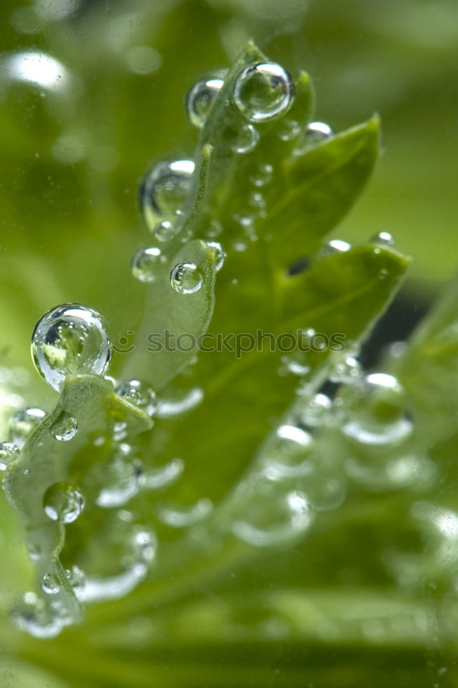 Similar – Image, Stock Photo beaded Drops of water