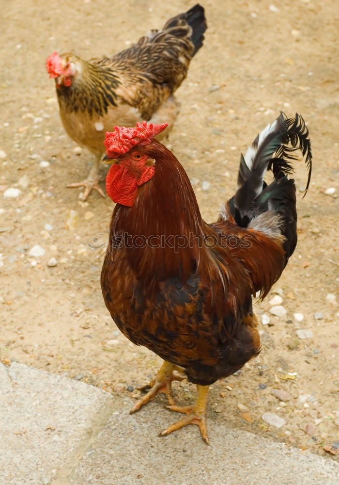 Similar – Foto Bild Huhn Haushuhn Legehenne