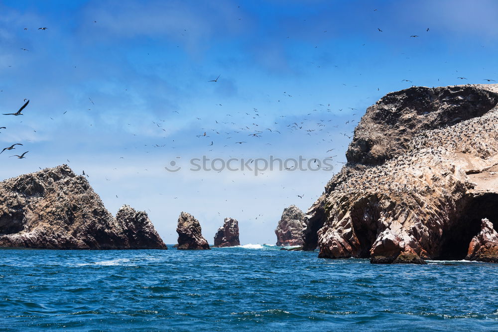 Similar – Image, Stock Photo Birds fill the sky in Paracas National Park, Pisco Peru