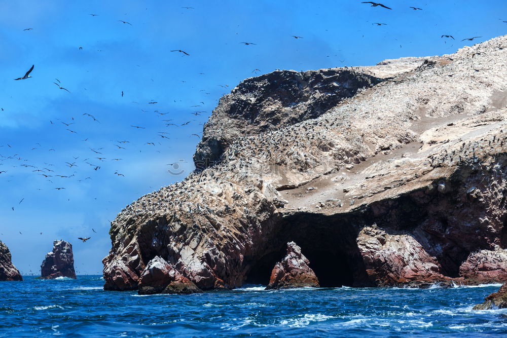 Image, Stock Photo Birds fill the sky in Paracas National Park, Pisco Peru