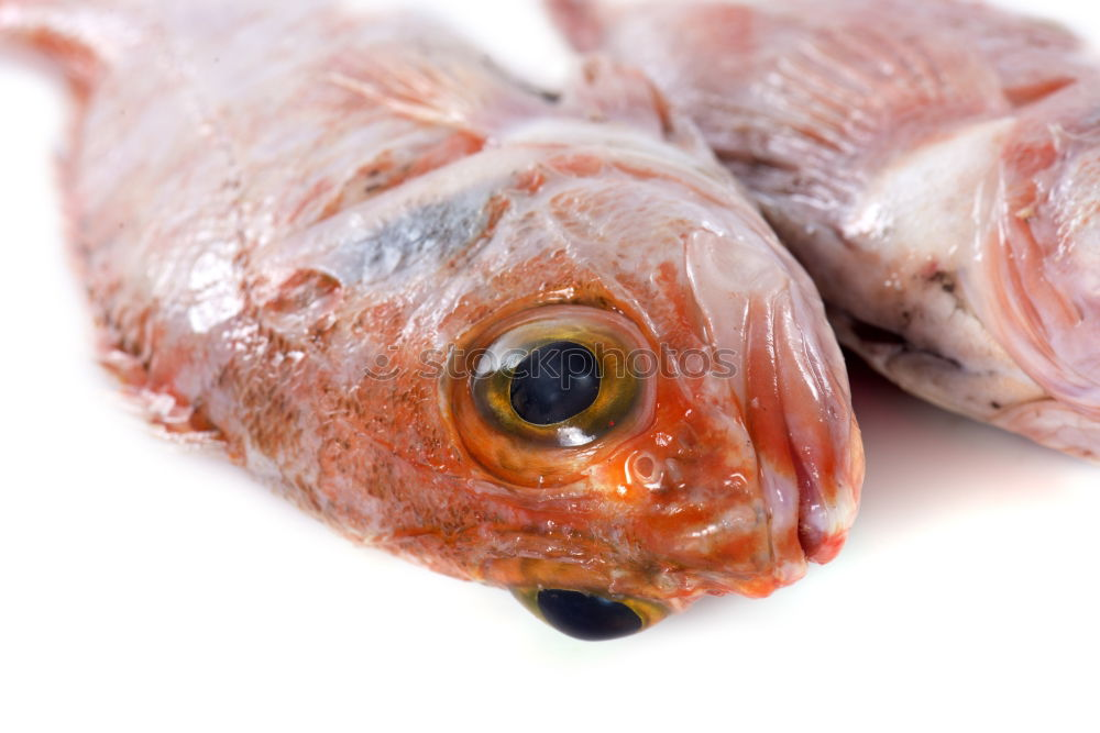 Similar – Red & dead Food Fish