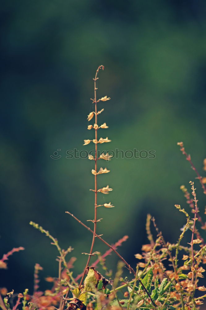 Similar – Image, Stock Photo flower diversity